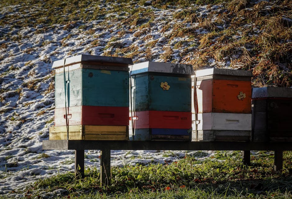 Lehrbienenstand mit mehreren Bienenstöcken auf einer Wiese in Berlin