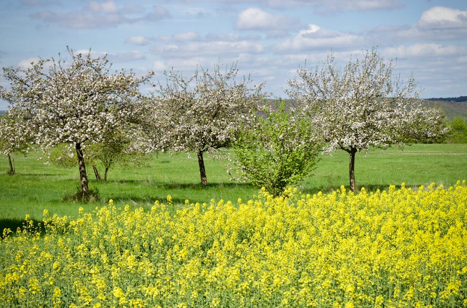 Lehrbienenstand im Frühling mit blühenden Obstbäumen im Hintergrund